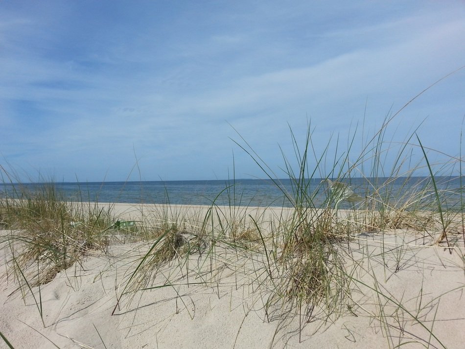 grass on the sand on the beach of the Baltic Sea