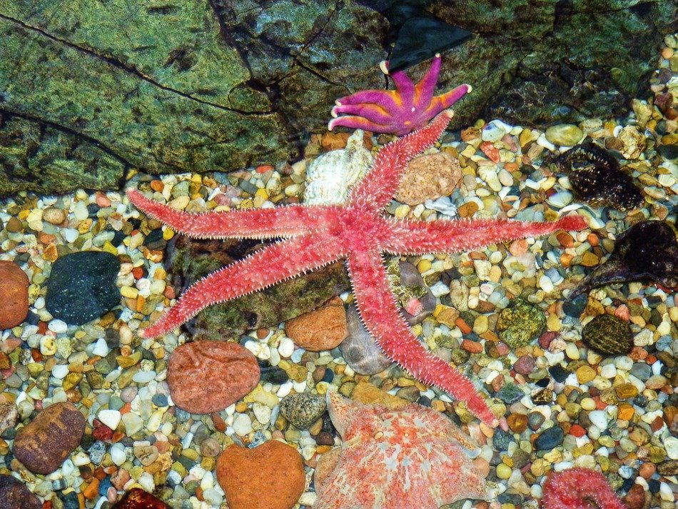 really beautiful starfish