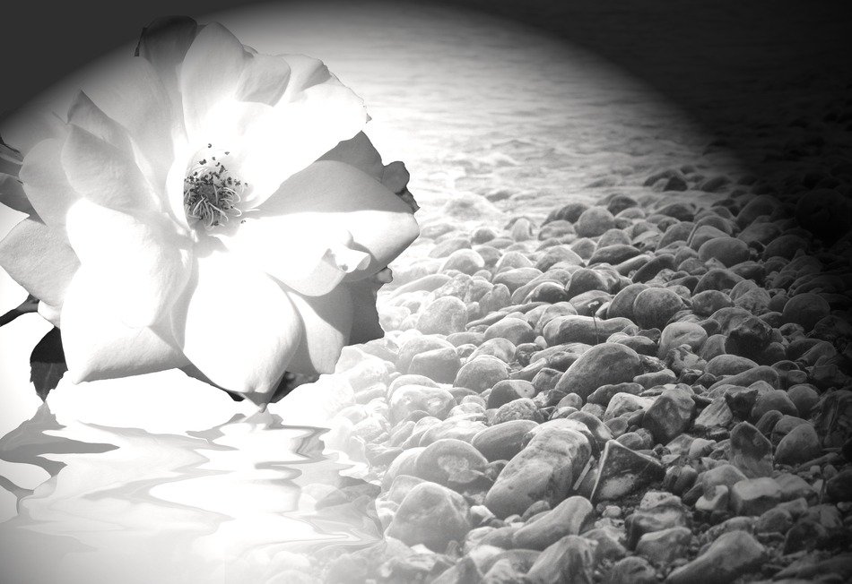 flower on the background of a pebble beach in black and white background