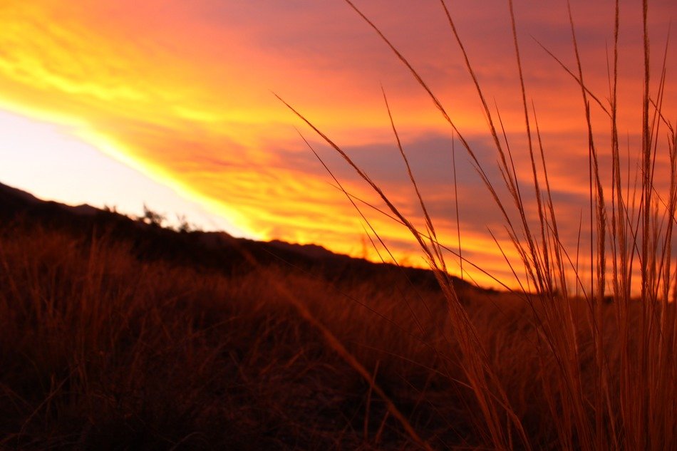 Sunset on the grass