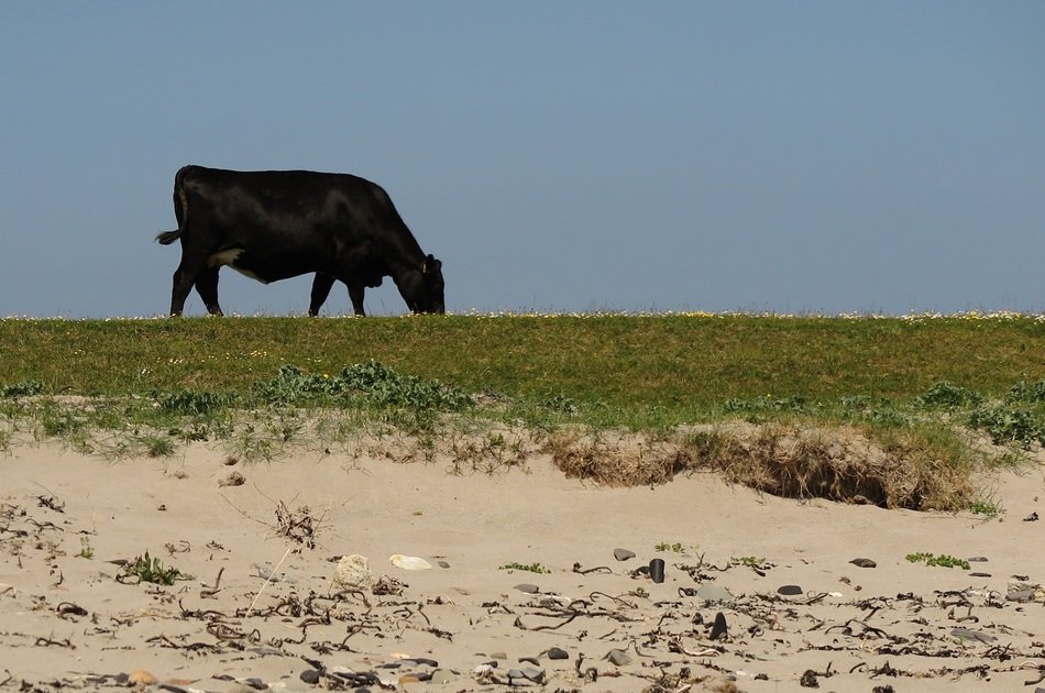 cattle on the beach