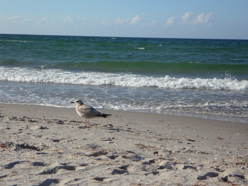 seagull on the beach near the waves
