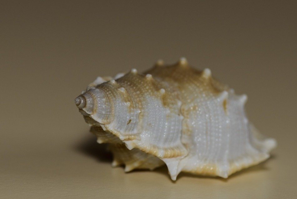 souvenir, sea shell close-up