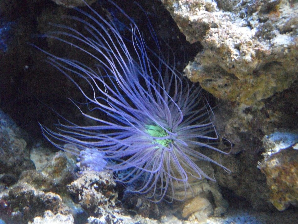 bewitching anemone sea