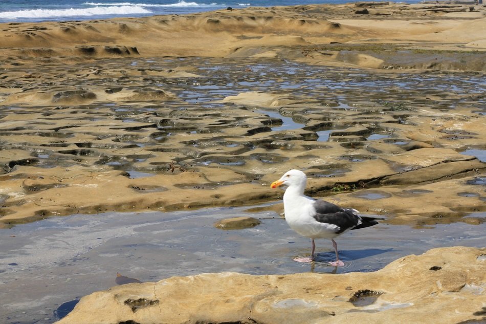 really beautiful seagull