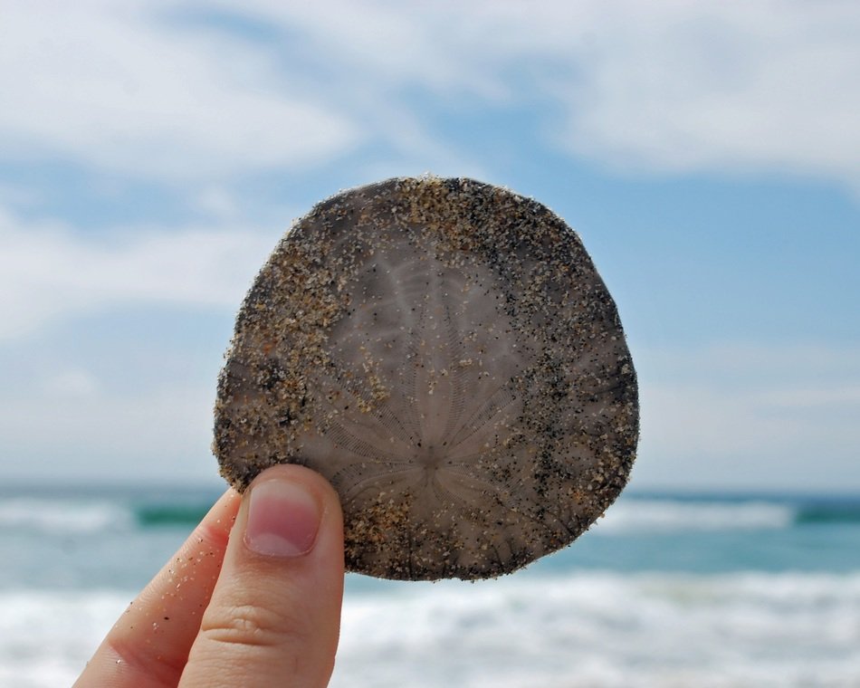 Holding sand dollar in the hand