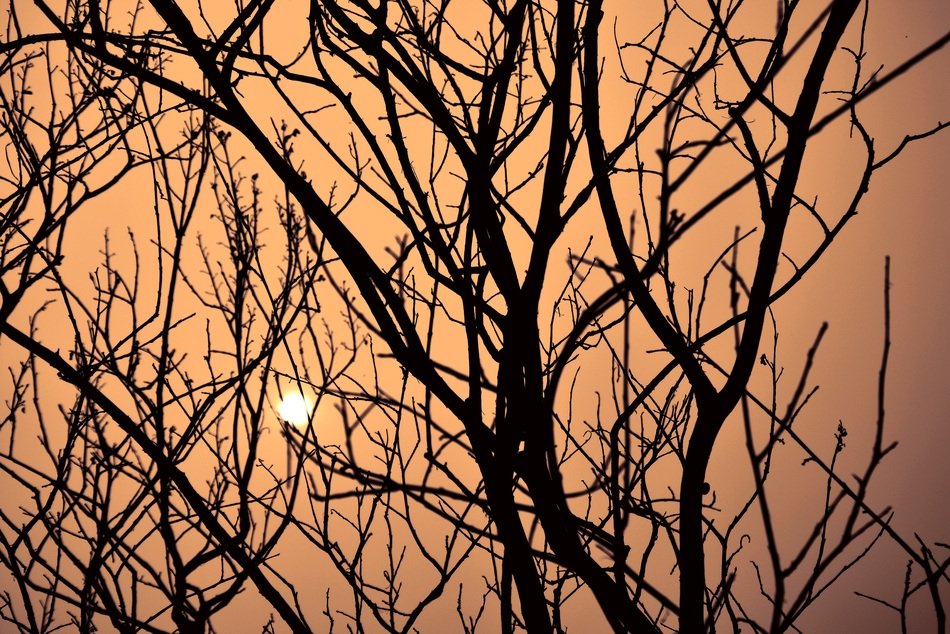 setting sun through the silhouettes of branches