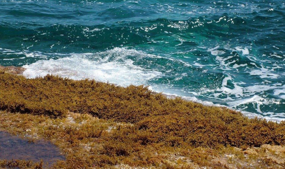 weeds near the sea surf