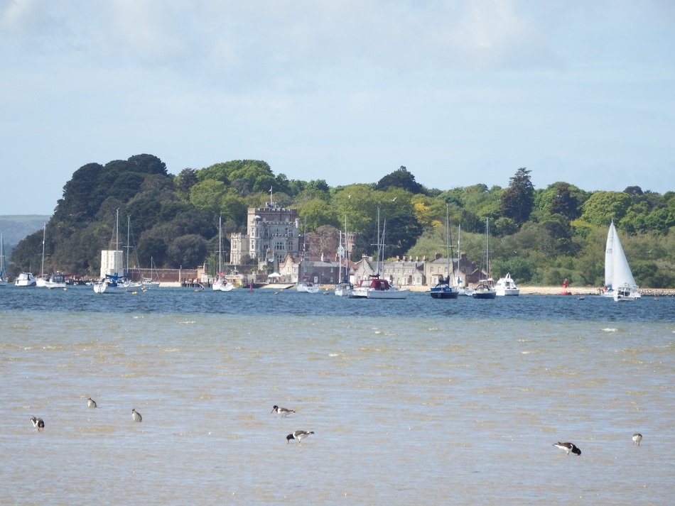 birds on the blue coast on a hot day, uk, england, poole