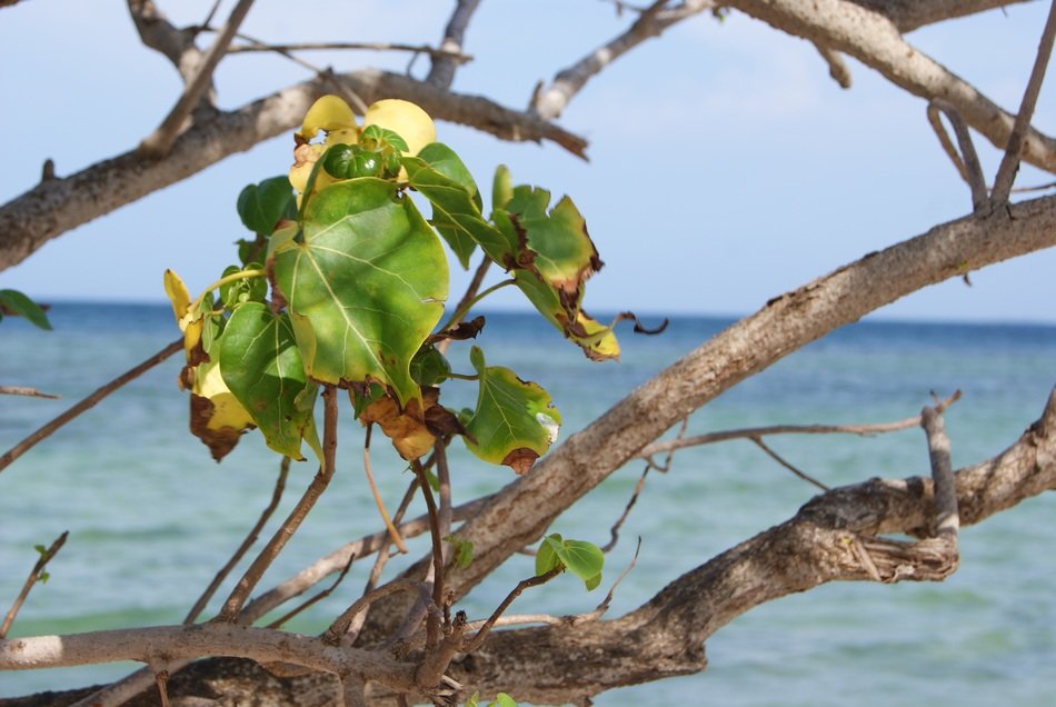 green leaves on dry branches on the coast