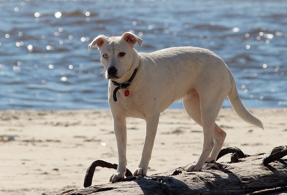 infinitely beautiful white dog on beach