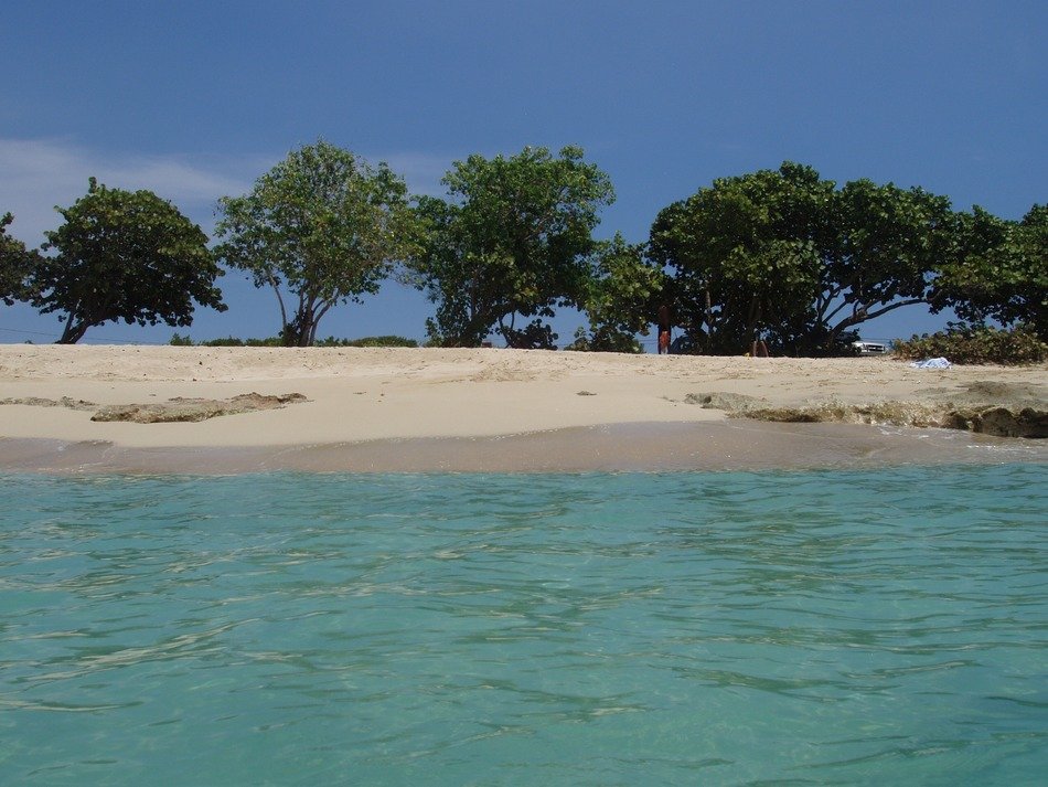 green trees near the caribbean