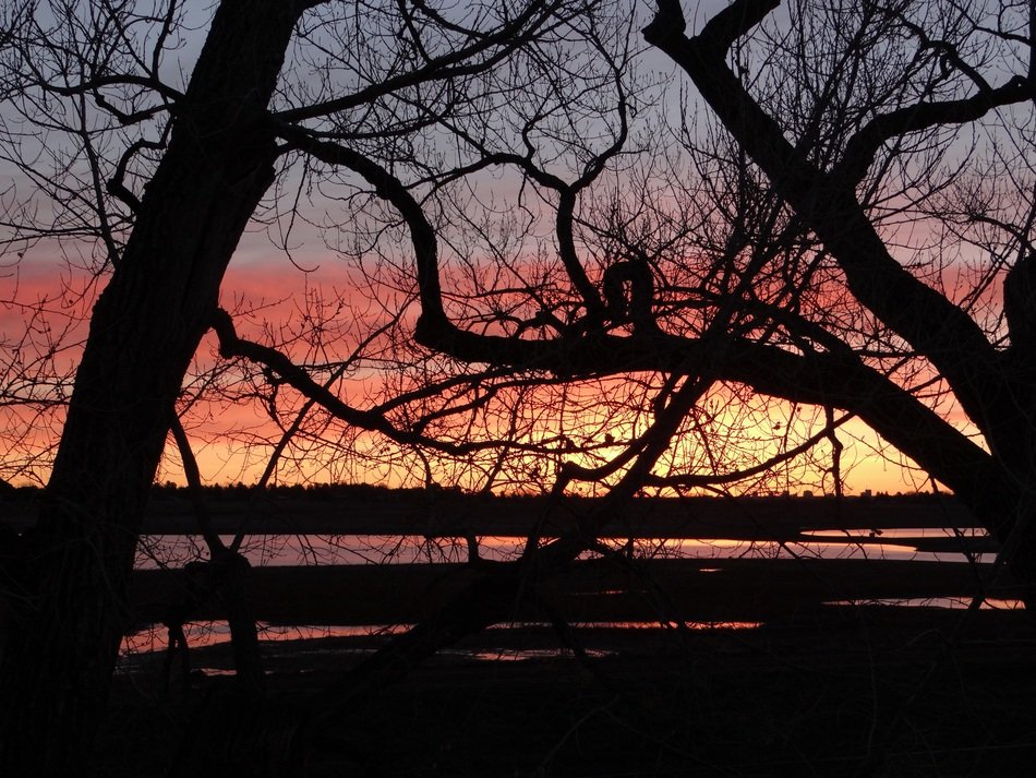 cotton woods sunrise