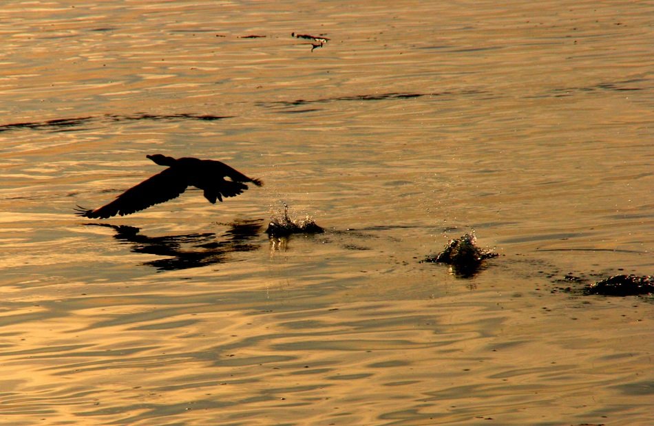 heron flies over the water in the evening