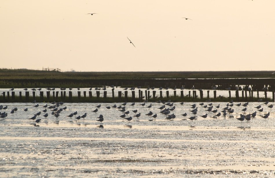 many birds on the north sea