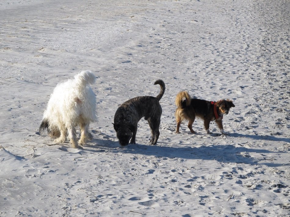 three colorful dogs on the beach