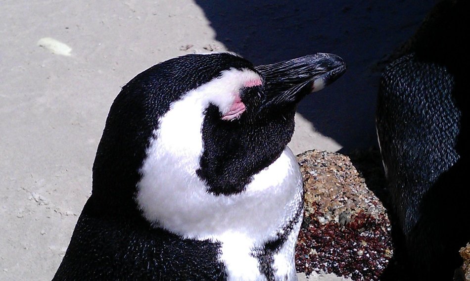 Side view of the penguin