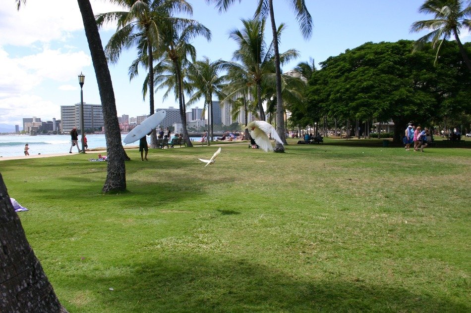 Beach in honolulu