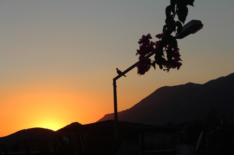 Pigeon and sunset