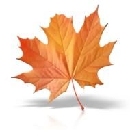 maple leaf computer image