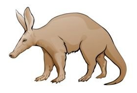 Aardvark drawing