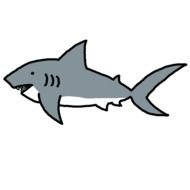 Shark drawing