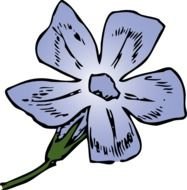 painted purple buttercup