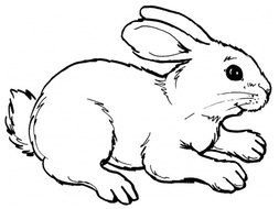 drawn white hare on a white background