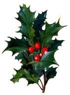 Victorian Christmas Holly With Bright Red Berries drawing