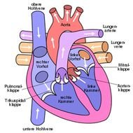 heart diagram drawing