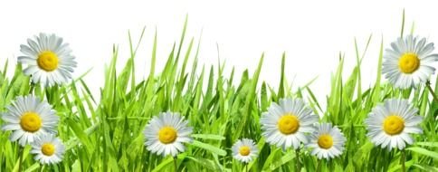 picture of daisies among the green grass