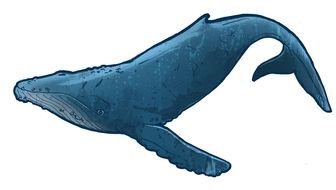 Beautiful cartoon whale clipart
