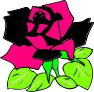 Swirl rose drawing