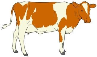 Brown and white Cow, side view, drawing