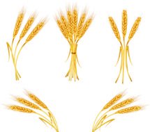 batches of wheat stalks