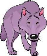 gray wolf on a white background