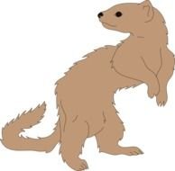 Ferret Looking Back