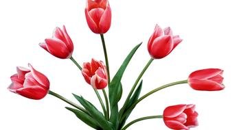 bouquet of pink tulips on a white background
