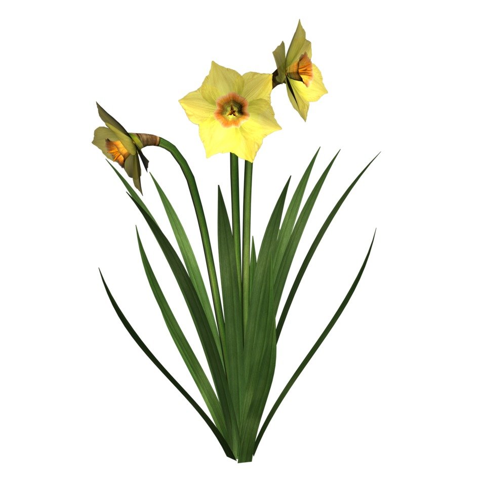 Clip art of the yellow flowers