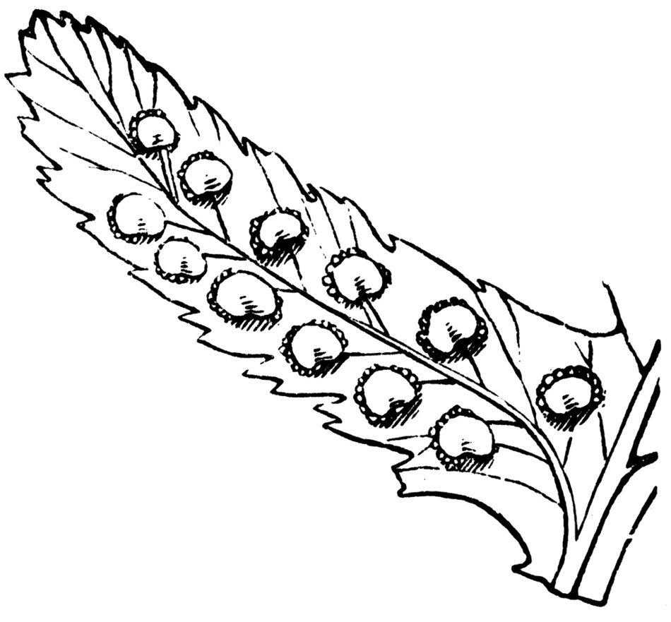 polka dot feather