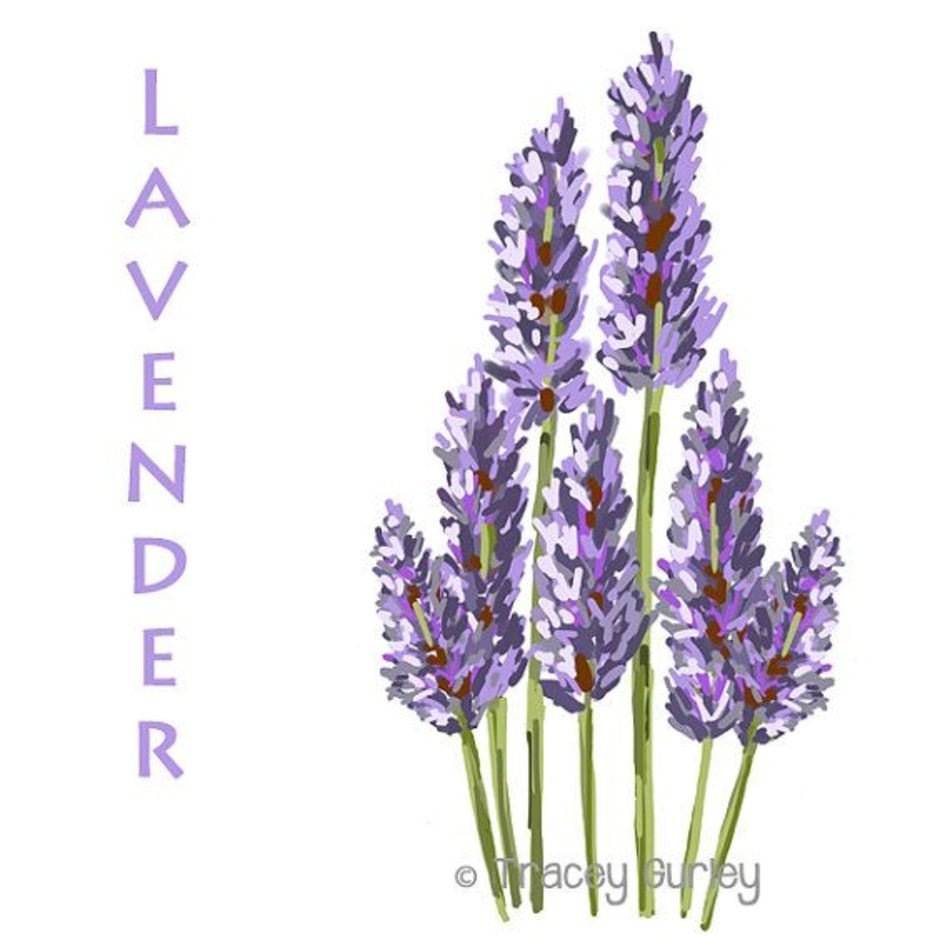 lavender flower N2