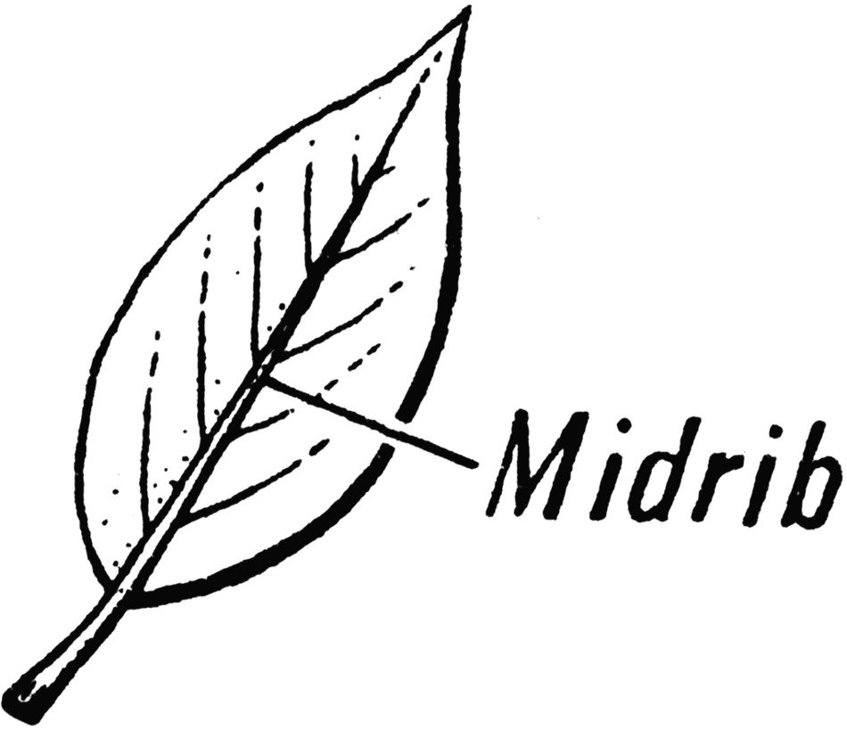 midrib leaf drawing