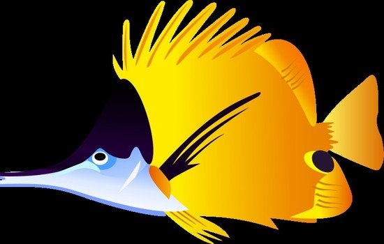 unusual colorful fish on a black background