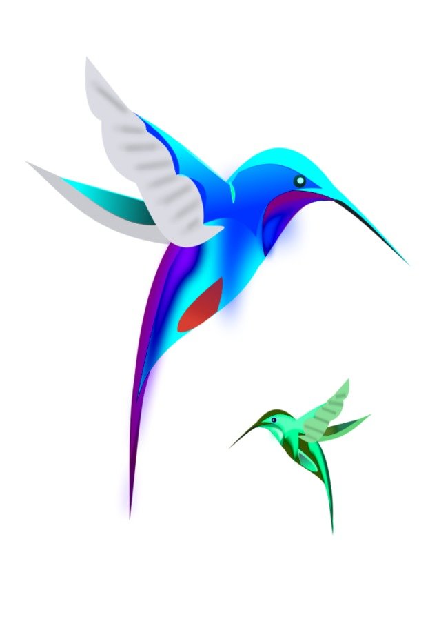 Colibri Birds Vector