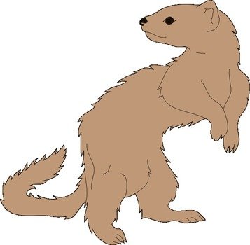 Ferret Looking Back