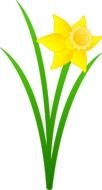 drawing of yellow narciss daffodil flower