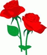 red roses on the white background