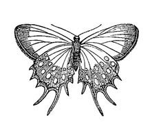 butterfly, black and white drawing