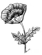 black and white drawing of a poppy