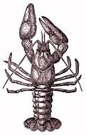vintage clipart of the crayfish